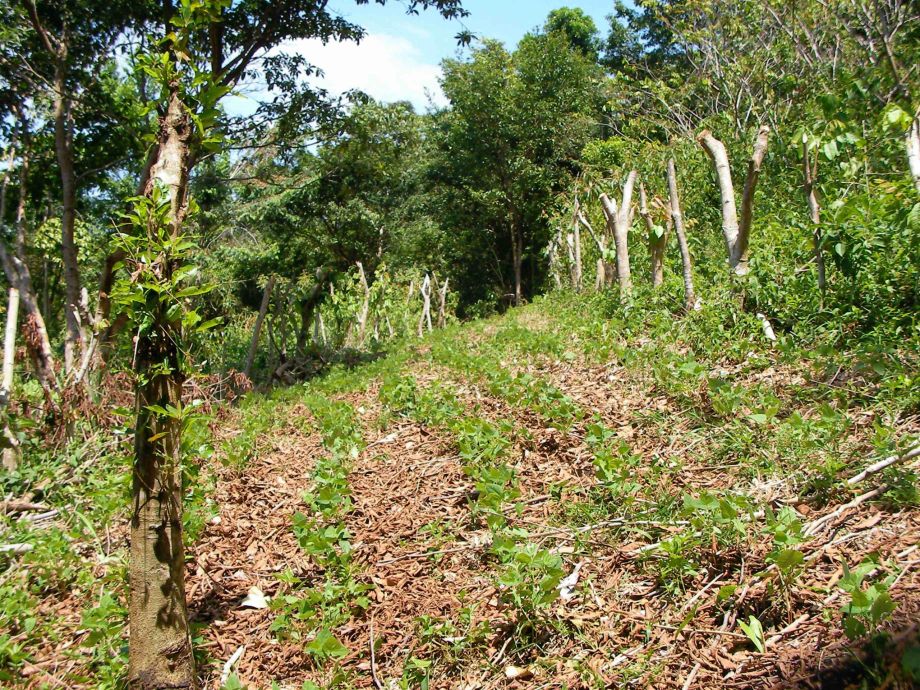 Beans growing in Inga alley in Honduras on a slight slope, planted along the contours.