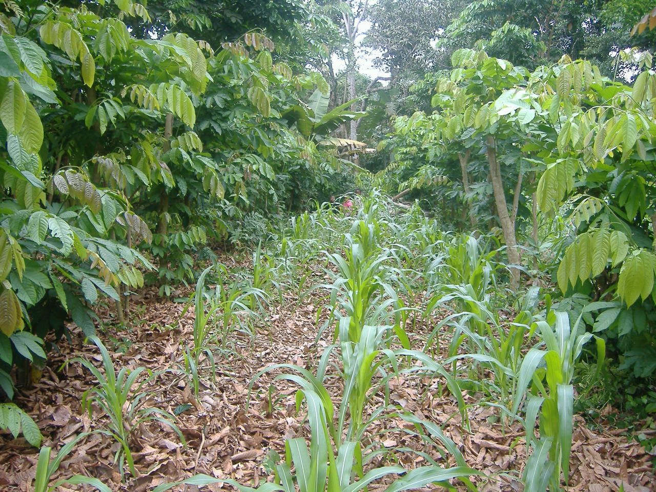 Young maize growing in an Inga alley.
