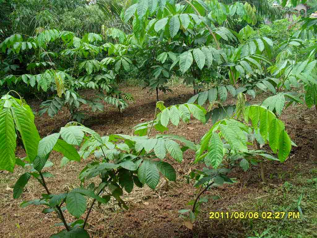 Inga edulis - Useful Tropical Plants